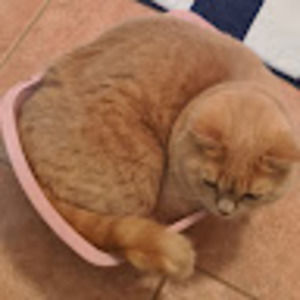 Meet your Posher, Asta